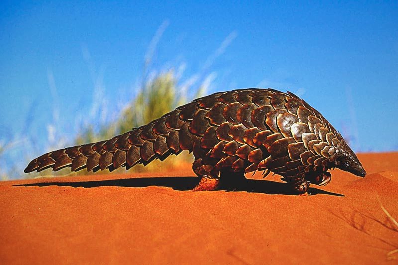 Donde vive el pangolin Donde vive el pangolin
