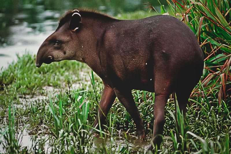 Donde vive el tapir Donde vive el tapir