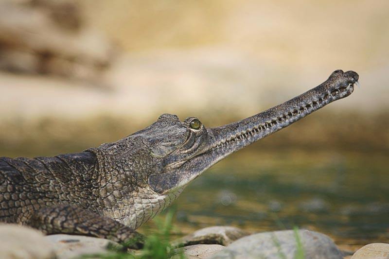 Gavial Gavial