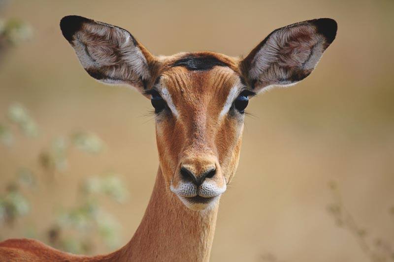 Impala Impala