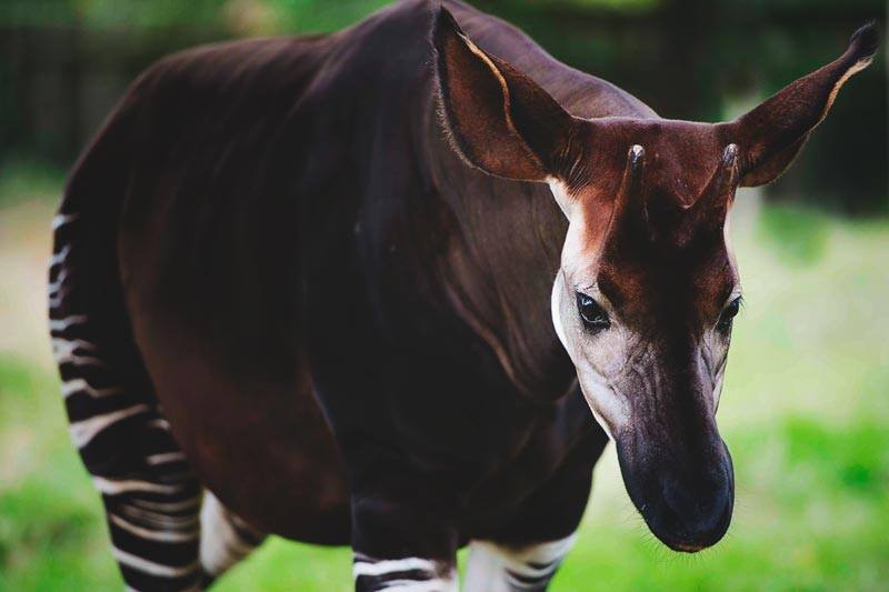 Okapi Okapi