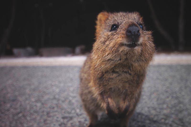 Quokka Quokka