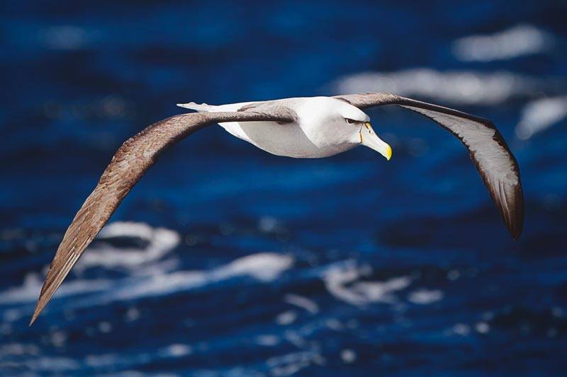 ¿Dónde vive el albatros? ¿Dónde vive el albatros?