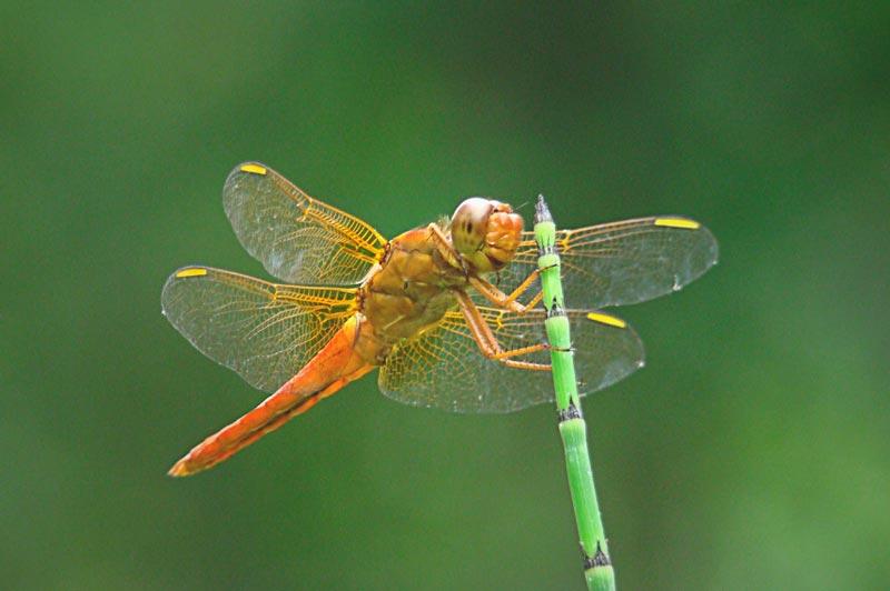 Libelula Libelula
