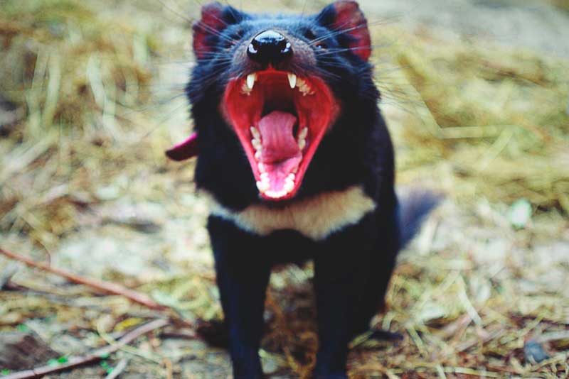 ¿Dónde vive el demonio de Tasmania? ¿Dónde vive el demonio de Tasmania?