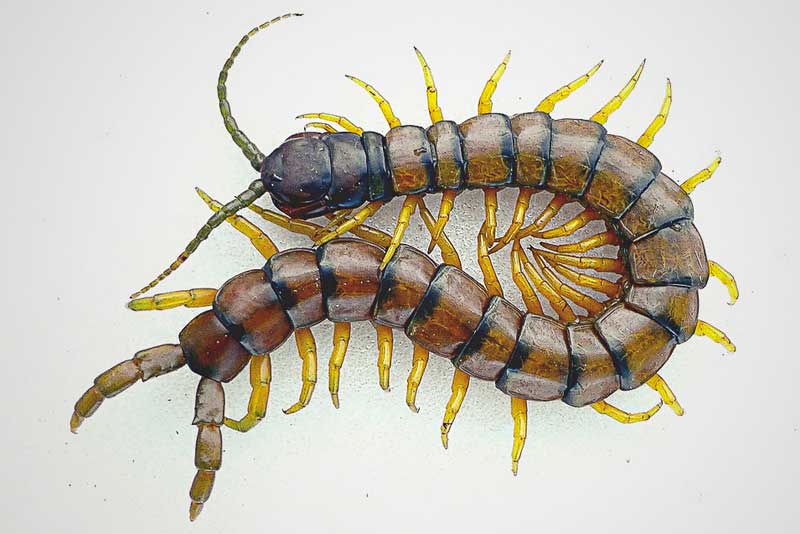 ¿Dónde vive la escolopendra? ¿Dónde vive la escolopendra?