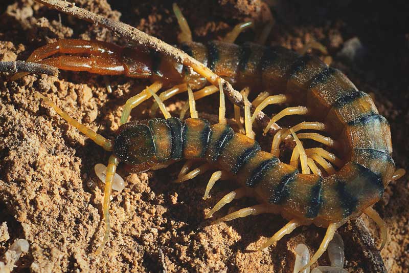 Escolopendra Escolopendra