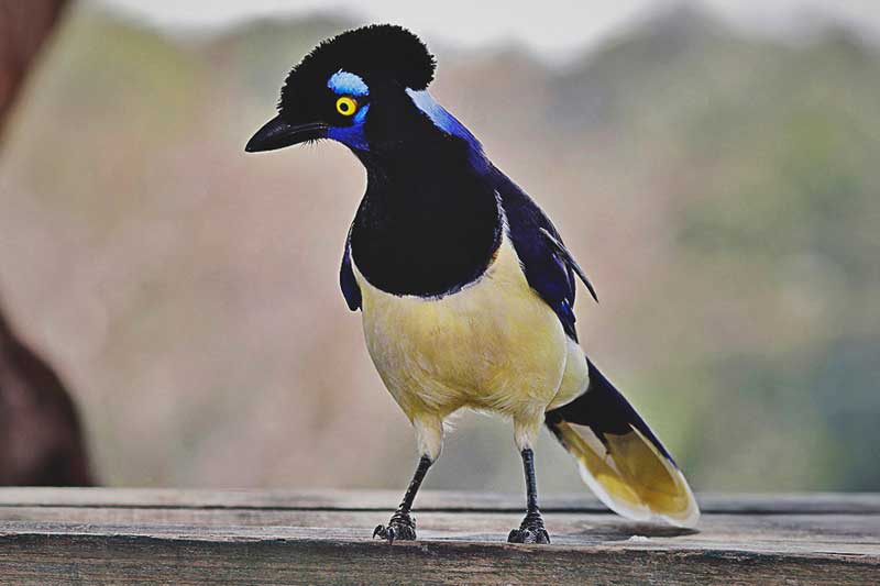 Urraca Urraca