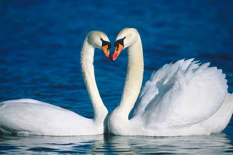 Cisnes Cisnes