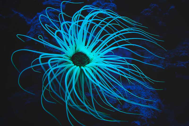 ¿Dónde vive la anémona?