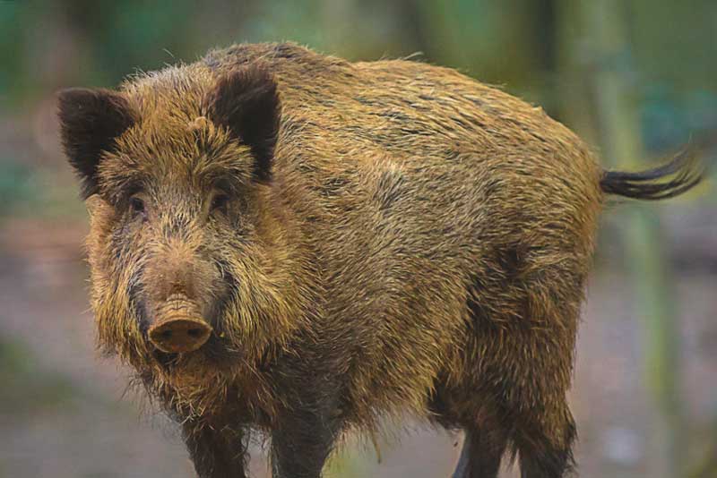 ¿Dónde vive el jabalí? ¿Dónde vive el jabalí?