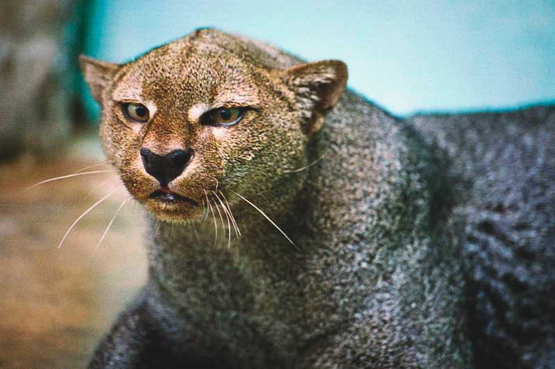 ¿Dónde vive el jaguarundi? ¿Dónde vive el jaguarundi?