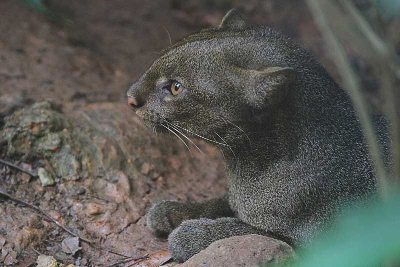 Jaguarundi Jaguarundi